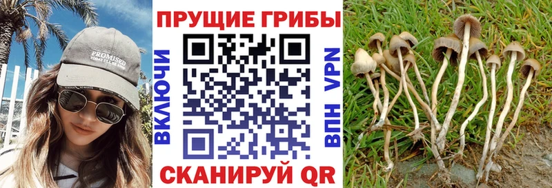 Псилоцибиновые грибы ЛСД Северская